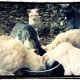 Dinner Bowl Cats