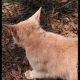 Itchy