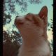 Izzie looking skyward