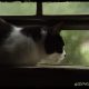 Meha on the bedroom window sill