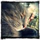 Mouser