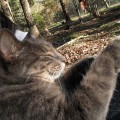mouser-4