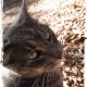 Mouser