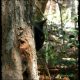 treecat-sara2Behind the tree