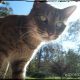 Mouser