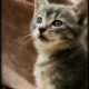 Mouser