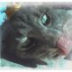 Mouser
