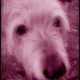 Maude
